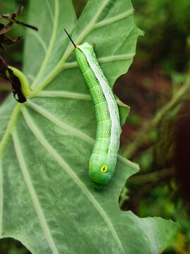 A caterpillar from the sphinx moth or hawkmoth family (family Sphingidae), which closely resembles the larva of the Silver-striped Hawkmoth (Hippotion celerio). 