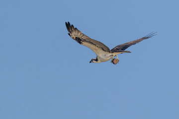 Osprey carrying puffer fish in its talons across a clear blue sky © Slobodan