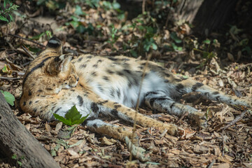 beautiful spotted serval resting in its enclosure during a sunny day © Anja