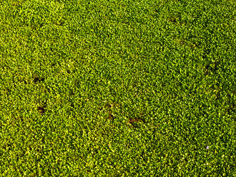 Dense Water Hyacinth Covering the Surface of a Freshwater Lake, Aerial View