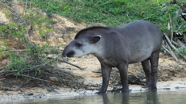 Wild South American tapir standing at the edge of a river, partially in the water and surrounded by natural vegetation in its tropical habitat.