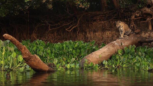 Wild jaguar positioned on a fallen tree above the Pantanal river, carefully scanning the water and riverbank for caiman to hunt.