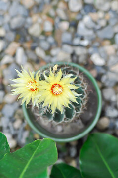 Thelocactus setispinus or Ferocactus hamatacanthus , Miniature Barrel Cactus flower or yellow flower or cactus flower