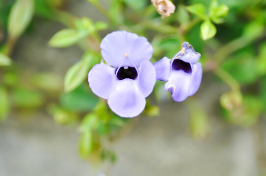 Linderniaceae, Torenia Blue Impulse or Torenia concolor Lindley or Torenia rubens Bentham or Wishbone flower or blue flower and purple flower