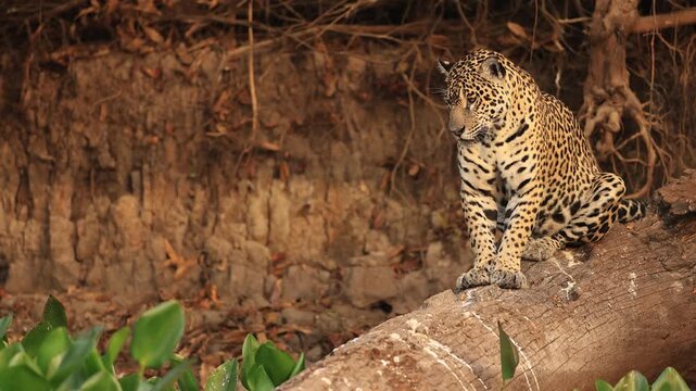 Wild jaguar positioned on a fallen tree above the Pantanal river, carefully scanning the water and riverbank for caiman to hunt.