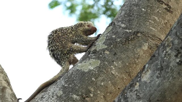 Rare wildlife footage of a Brazilian porcupine climbing a large tree trunk, showing the distinctive quills and arboreal behavior of this elusive South American mammal.