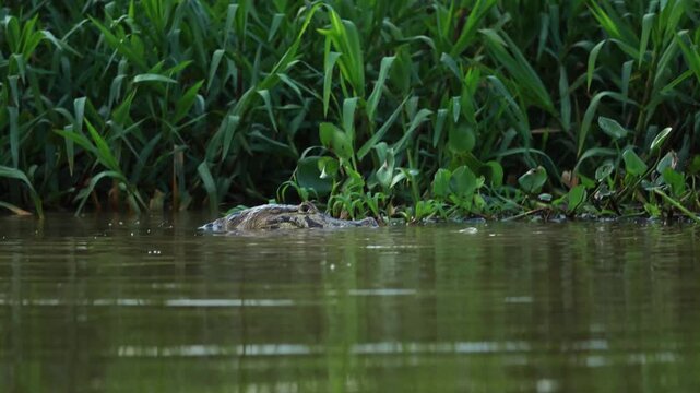 Wild caiman catching a catfish at the water&rsquo;s edge in the Brazilian Pantanal, capturing natural predator-prey and feeding behavior in a tropical wetland habitat.
