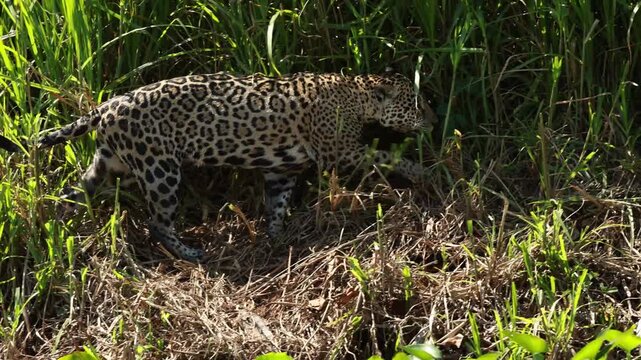 Wild jaguar prowling through dense green vegetation along a riverbank, partially concealed by tall grass in its natural Pantanal habitat.