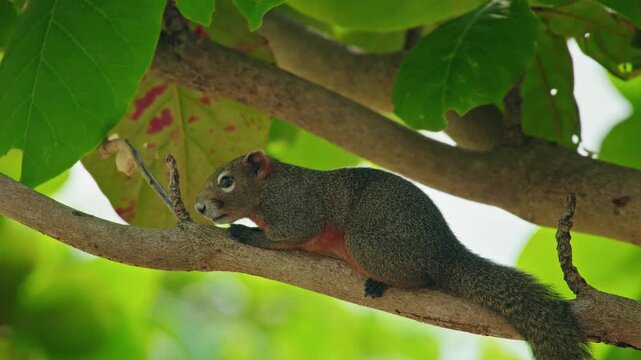 A close up cinematic shot of a curious gray squirrel with a reddish belly perching on a tree branch, looking around its lush green natural habitat in tropical forest.