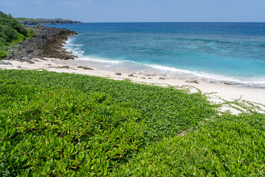 Overlooking beach through green coastal foliage in Yonaguni
