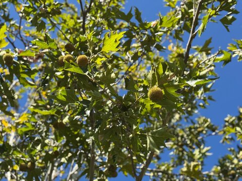 Green leaves and hanging round spiky ball fruits of the London plane tree (Platanus &times; acerifolia). A close-up of the spiky fruits of the Platanus acerifolia tree hanging from the branches. 