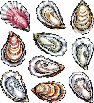 Set of detailed vector illustrations of fresh raw oysters and shellfish for seafood concepts 