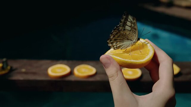 Beautiful butterfly sitting on orange slice held by human hand in tropical garden setting.