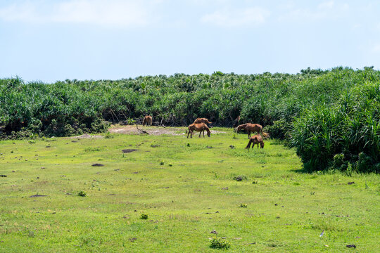 Yonaguni horses grazing in green pasture surrounded by screwpine