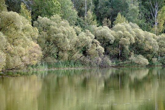 The image shows a row of deciduous trees&mdash;willows&mdash;with light green foliage growing along a calm riverbank and casting distinct reflections on the water's surface.