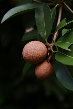 Fresh sapodilla fruits growing on a tree branch with green leaves