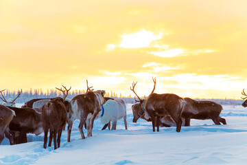 A herd of reindeer in the snowy tundra. Life in the Arctic. © lizavetta
