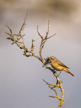Gartenrotschwanz-Weibchen (Phoenicurus phoenicurus) mit Nistmaterial