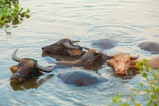 A herd of buffaloes bathing in the river at sunset. Ninh Binh Province, Vietnam.