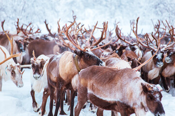 A herd of reindeer wanders through a snowy forest. © lizavetta