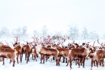 A herd of reindeer wanders through a snowy forest. Life in the Arctic. © lizavetta