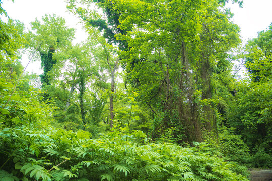 Unique subtropical relict liana Samur forest. Dagestan, Russia.