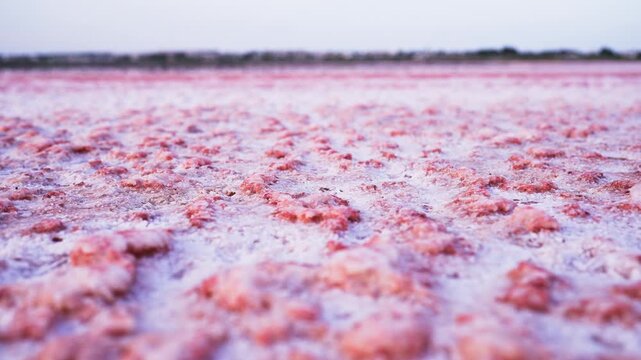 Stunning close-up view travelling over the surface of a pink salt lake, showing the beautiful crystallized mineral crust and the unique rosy color from microorganisms