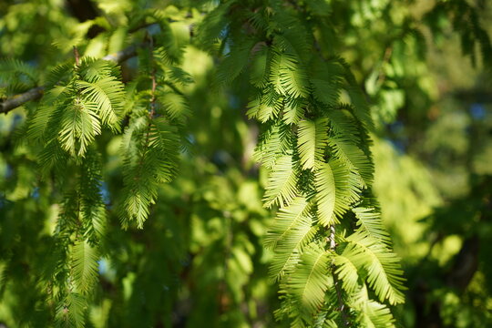Nahaufnahme von gr&uuml;nen Nadeln eines Urweltmammutbaums (Metasequoia glyptostroboides) bei Sonnenschein