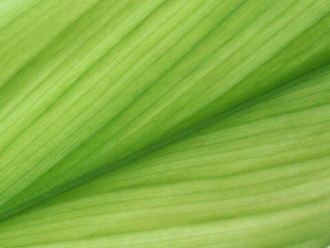 Macro close up of fresh green turmeric leaf texture showing intricate parallel veins. Natural botanical pattern background, organic herbal background, and abstract plant detail for creative design