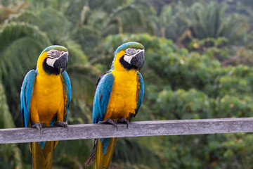 Blue-and-yellow Macaws  © Sacha