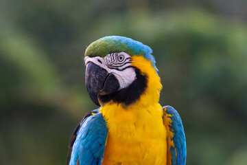 Blue-and-yellow Macaw portrait © Sacha