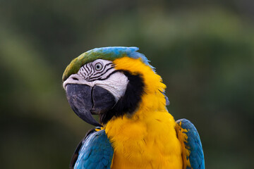 Blue-and-yellow Macaw side face  © Sacha