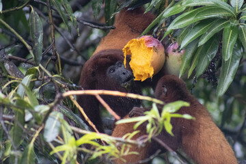 howling monkey grabbing mango  © Sacha
