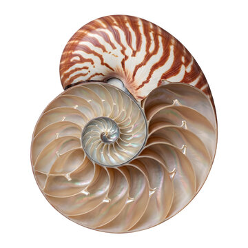 nautilus shell isolated on white