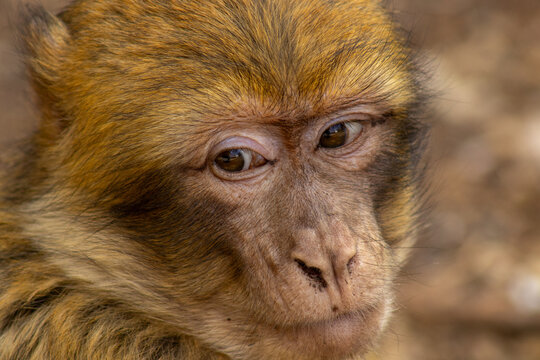 monkey eyes close up 