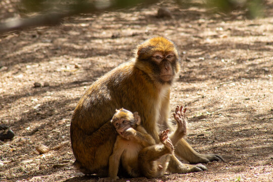 Barbary macaque monkey with baby
