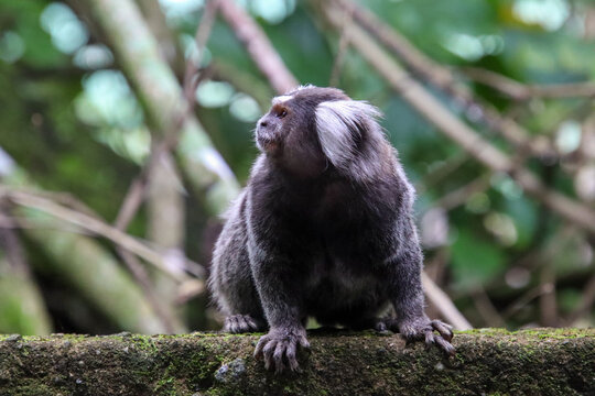 common marmoset close up side look