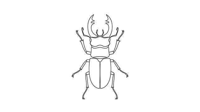 Detailed drawing of a stag beetle with large mandibles entomology wildlife creature arthropod