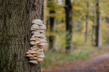 a group of wild mushrooms © Sacha