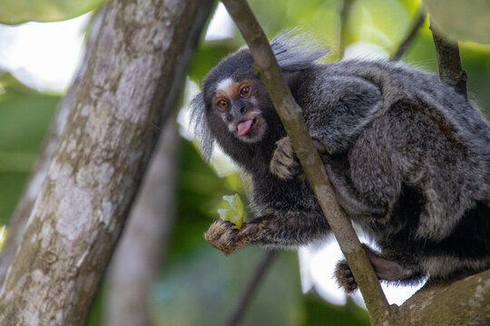 little monkey in brasil, common marmoset eating grape in tree