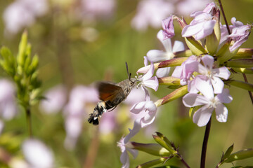 hummingbird hawk moth getting nectar © Sacha
