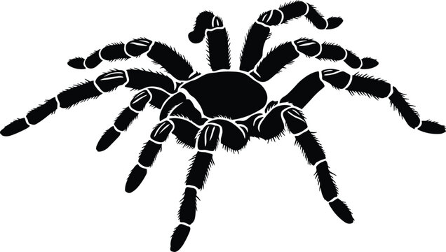 Hairy Tarantula Spider Silhouette Isolated on White Background for Arachnid Nature Wildlife Halloween and Entomology Graphic Design