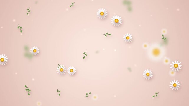 Seamless animated background with white daisy flowers floating over a soft pastel pink surface white daisies spring theme nature background spring flowers blossom pattern