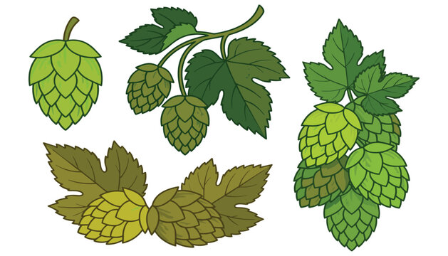 Green hops cones and leaves brewing vector set. Organic hop bunch, branch cones, herbal plant ingredients and beer craft brewing elements.