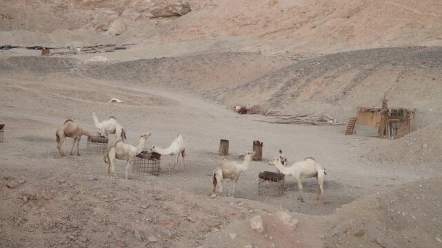 A herd of desert camels stands in an arid landscape with a lone man walking in the distance, cinematic motion footage.