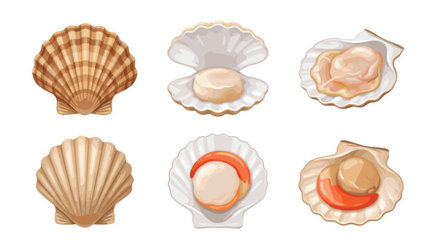 Fresh scallop seashell vector icon set with raw seafood clams open shells and marine mollusk gourmet ingredient elements