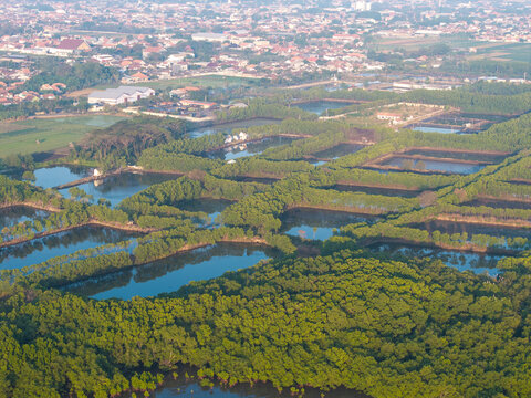 Aerial view of aquaculture ponds surrounded by lush mangrove trees with the city of Probolinggo in the background, Probolinggo, East Java, Indonesia.