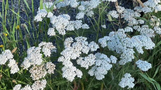 Stems of yarrow with inflorescences on tops at sunny morning