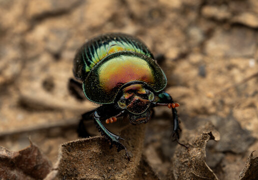 Metallic rainbow scarab dung beetle on dry leaves