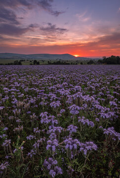 field of Phacelia at dawn sunrise near Rodnell  south downs east Sussex